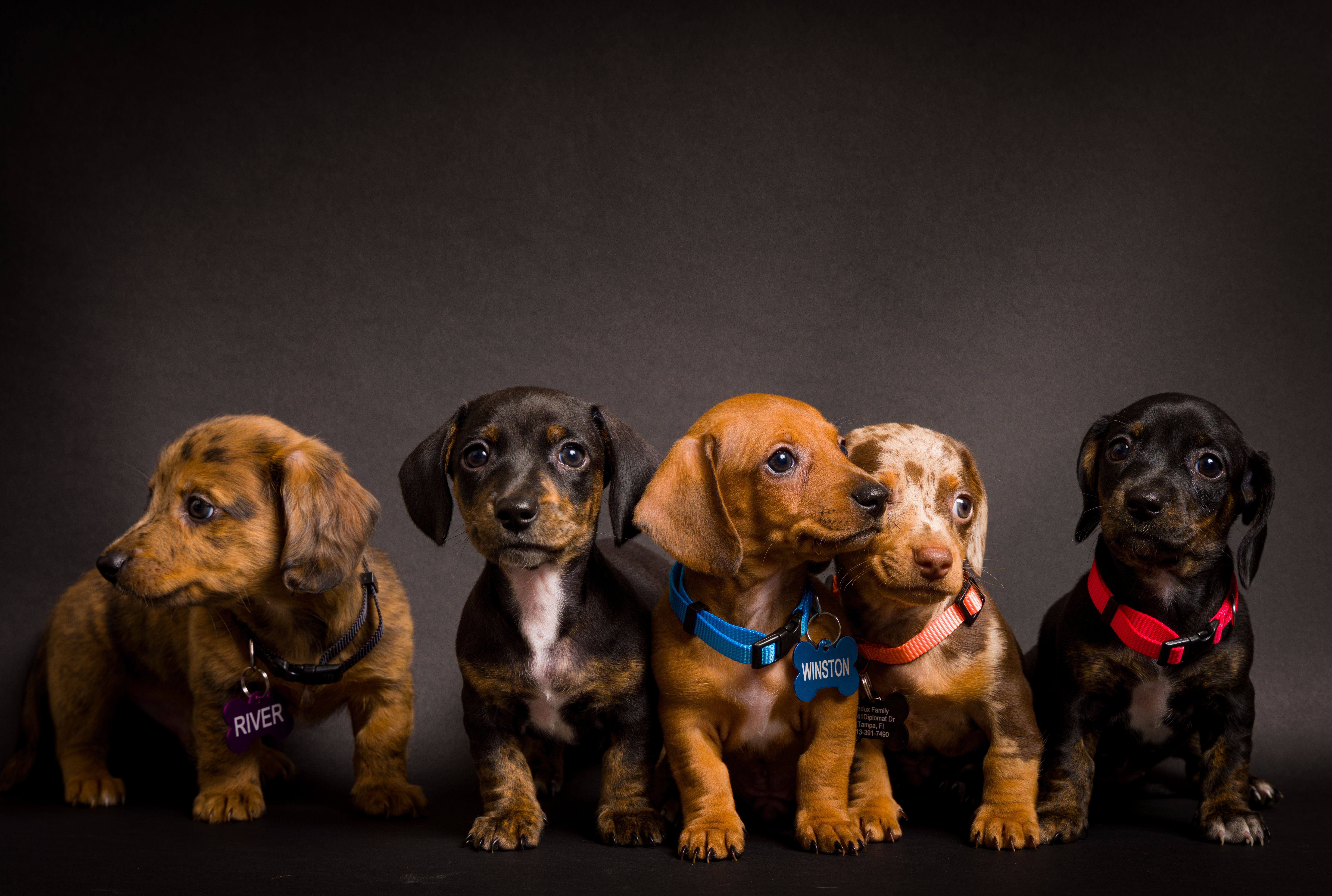 Dedicated to Keeping Your Pets Healthy and Happy.