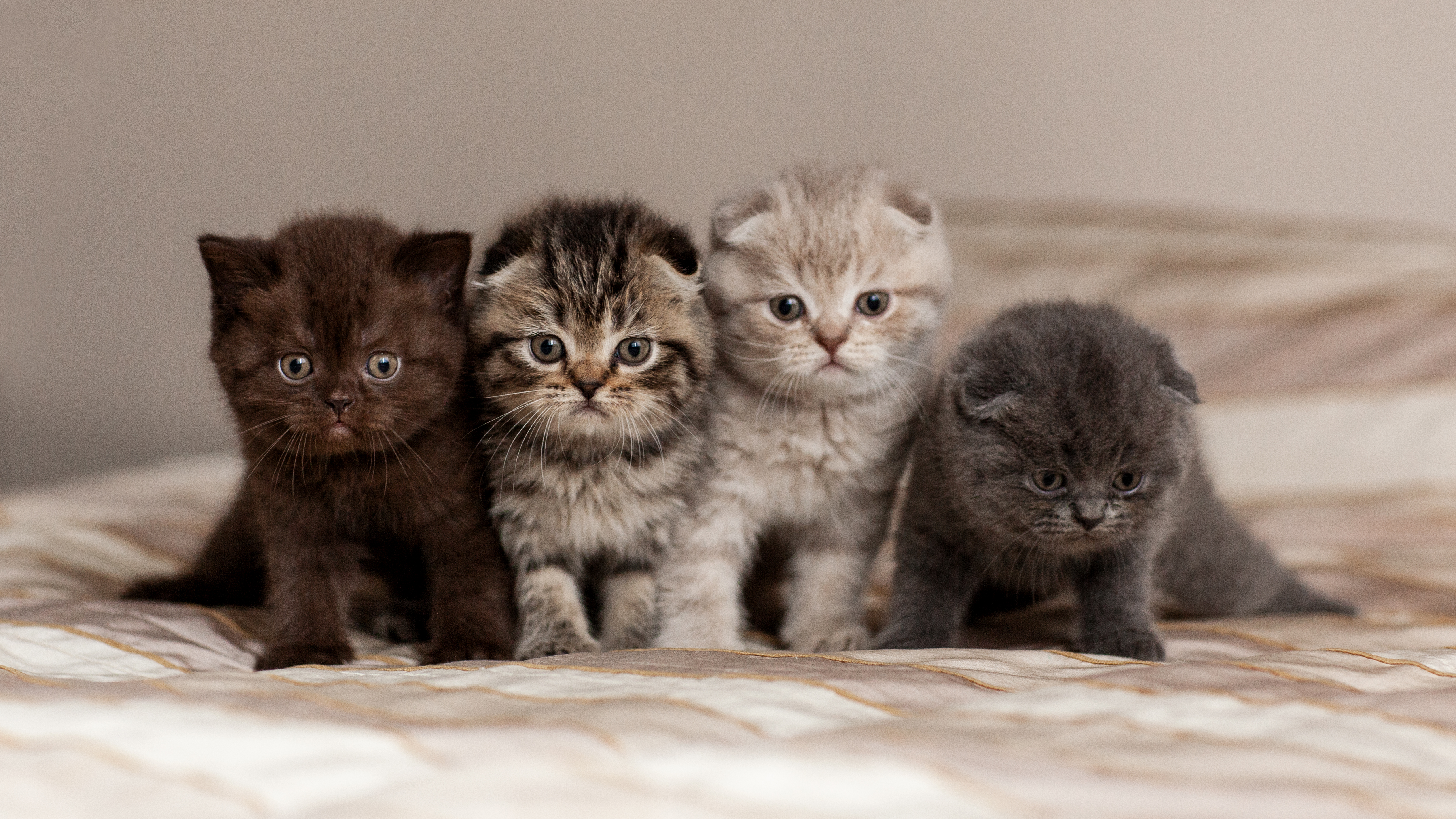 Where Compassion and Care Go Paw in Paw.